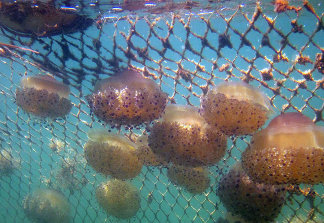 Jellyfish & Aquatic Exclusion Nets
